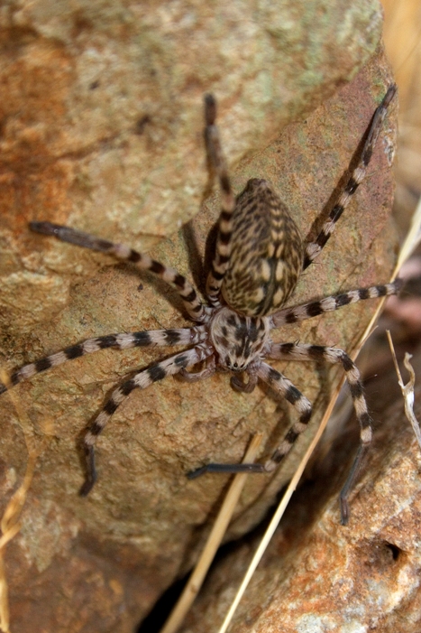 Eusparassus walckenaerius da Samotracia